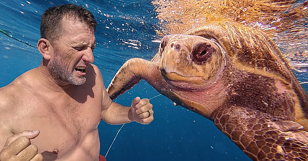 Giant Sea Turtle Attack! Caught On Camera!
