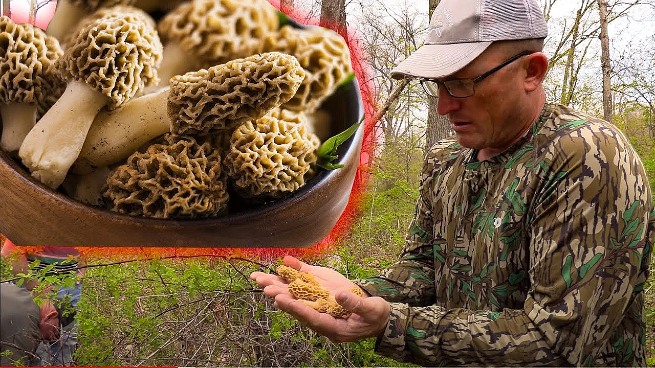 How To Find More Wild Morel Mushrooms! {catch Clean Cook} Most Delicious Mushroom!!!