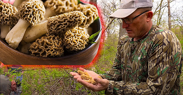 How To Find More Wild Morel Mushrooms! {catch Clean Cook} Most Delicious Mushroom!!!