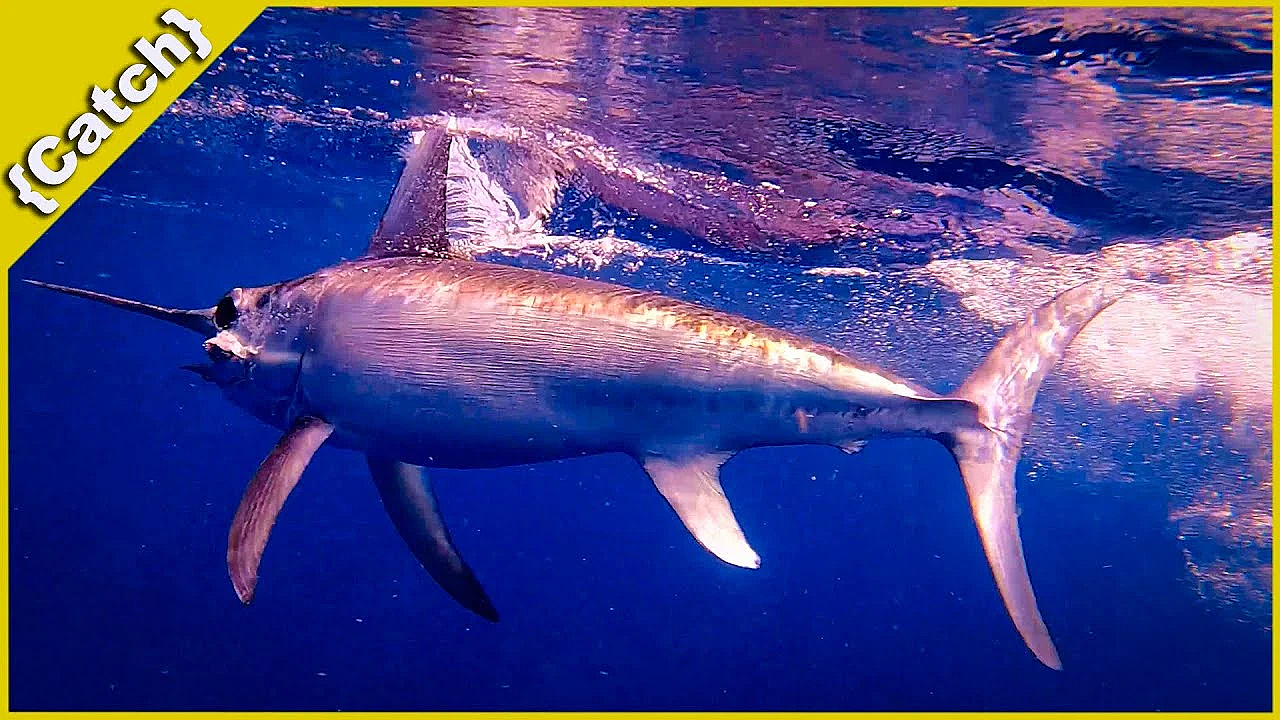 Monster Mahi Mahi And Beautiful Swordfish {catch} Best Fishing Day In Many Years