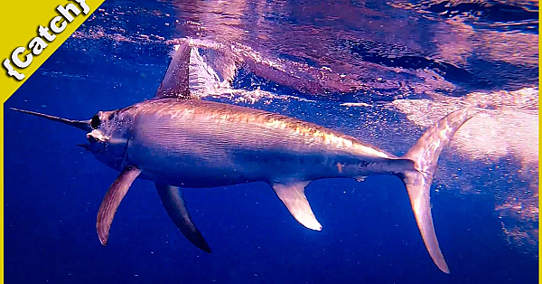 Monster Mahi Mahi And Beautiful Swordfish {catch} Best Fishing Day In Many Years