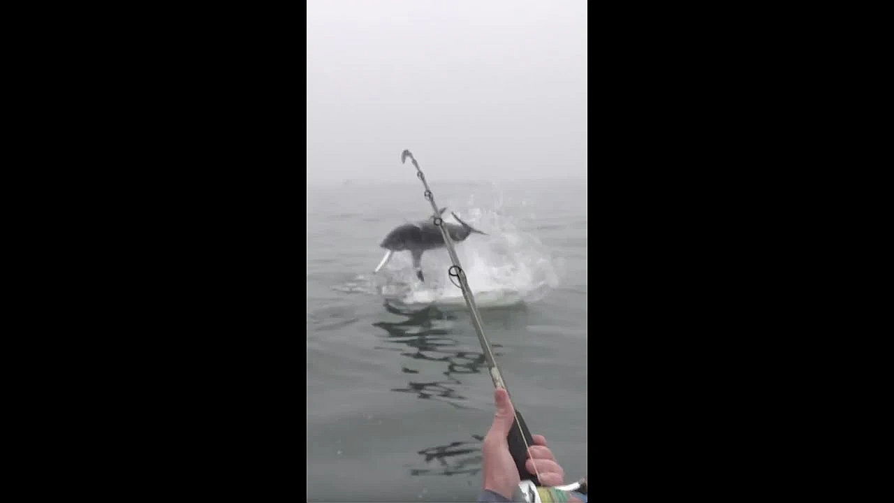 Fisherman Gets Freaked Out By Giant Shark #shorts