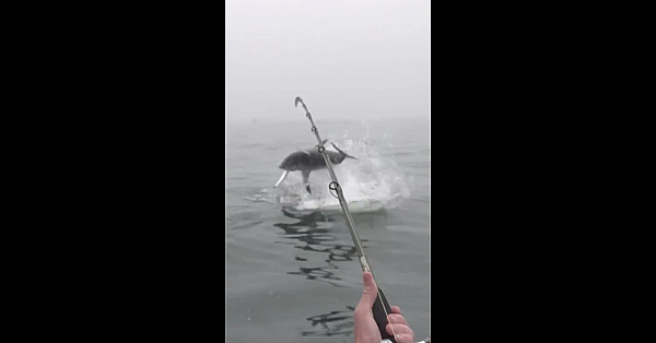 Fisherman Gets Freaked Out By Giant Shark #shorts