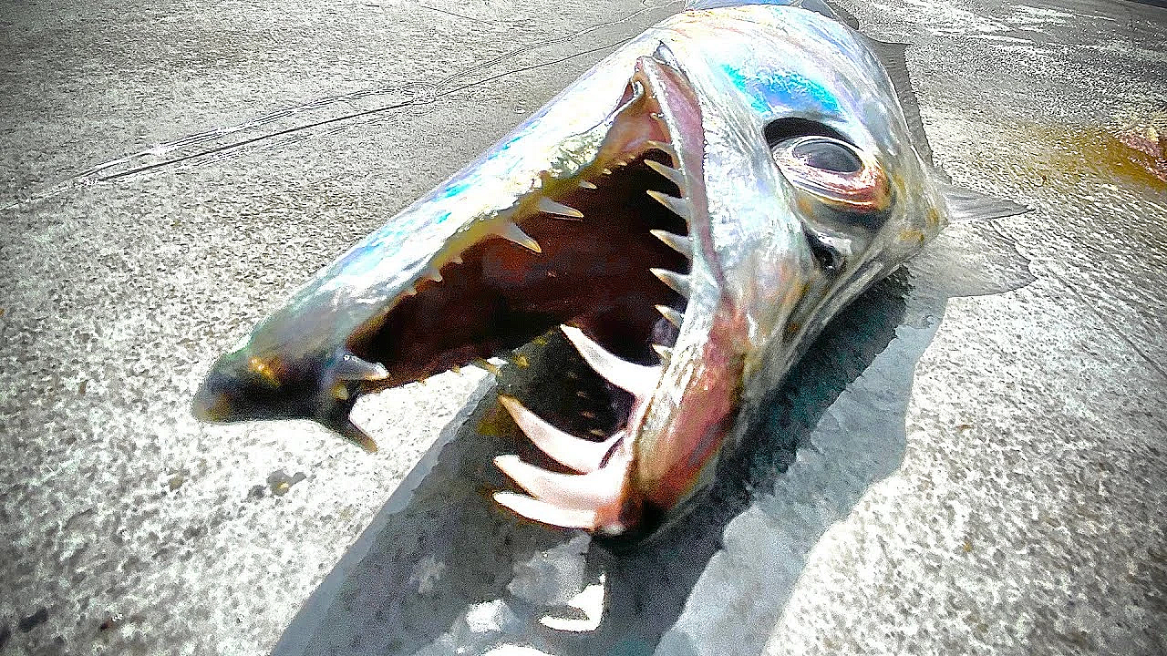 Mysterious Chrome Fish With Massive Teeth!!! {catch Clean Cook} Tropical Ribbon Fish Roll Ups