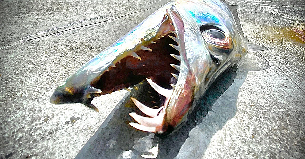 Mysterious Chrome Fish With Massive Teeth!!! {catch Clean Cook} Tropical Ribbon Fish Roll Ups