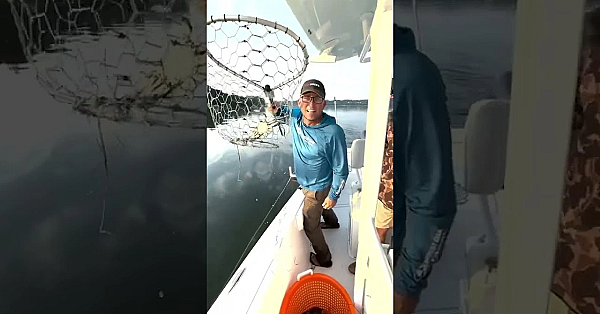 Crabbing In 45 Seconds! #shorts #crabbing