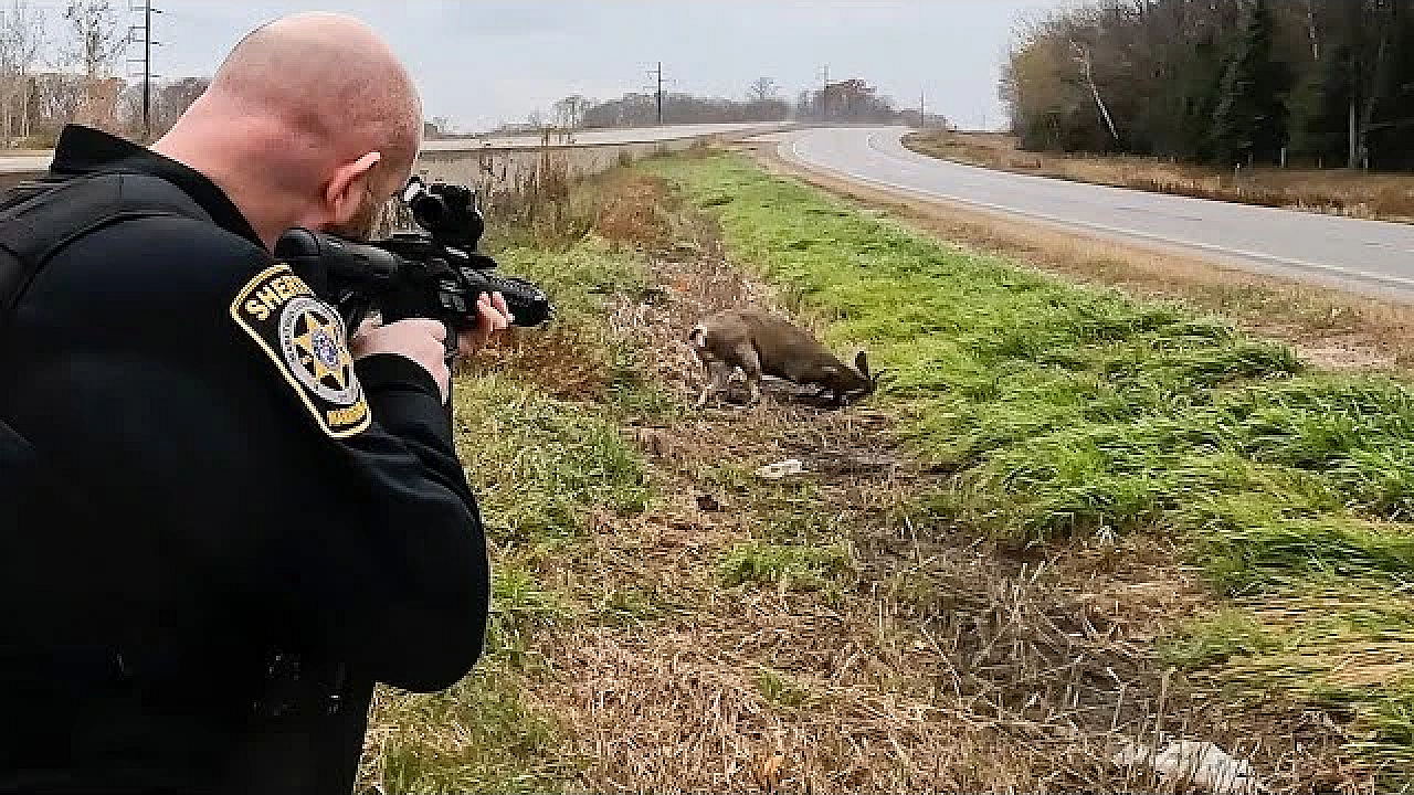 Shots Fired! Cops Had To Shoot Buck In Middle Of Highway! {catch Clean Cook} Deer Causing Damage!