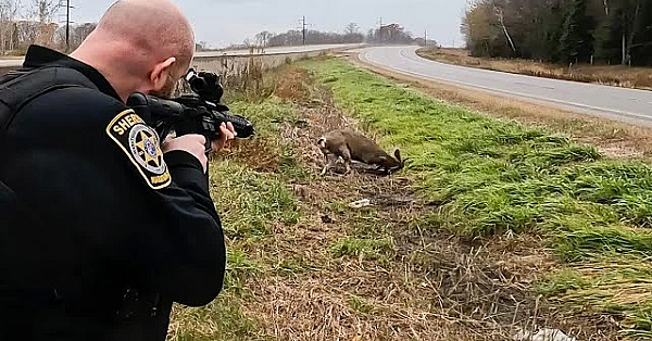 Shots Fired! Cops Had To Shoot Buck In Middle Of Highway! {catch Clean Cook} Deer Causing Damage!