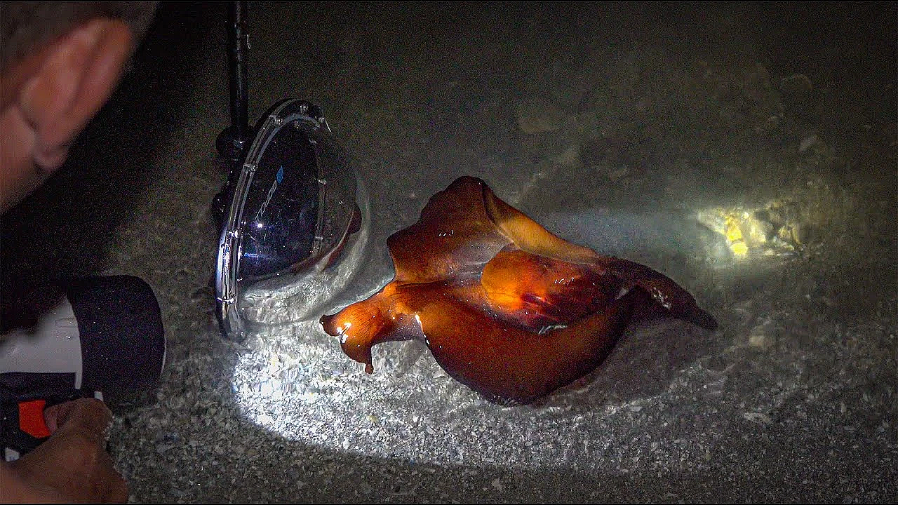 Strangest Sea Creature Ever {catch Clean Cook} Camping On Remote Spoil Island - Sea Hare