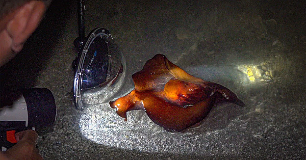 Strangest Sea Creature Ever {catch Clean Cook} Camping On Remote Spoil Island - Sea Hare