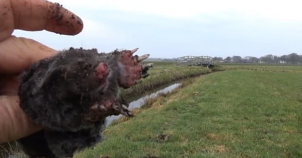 Jagen Met Eduard - Uit De Oude Doos: Mollen Vangen