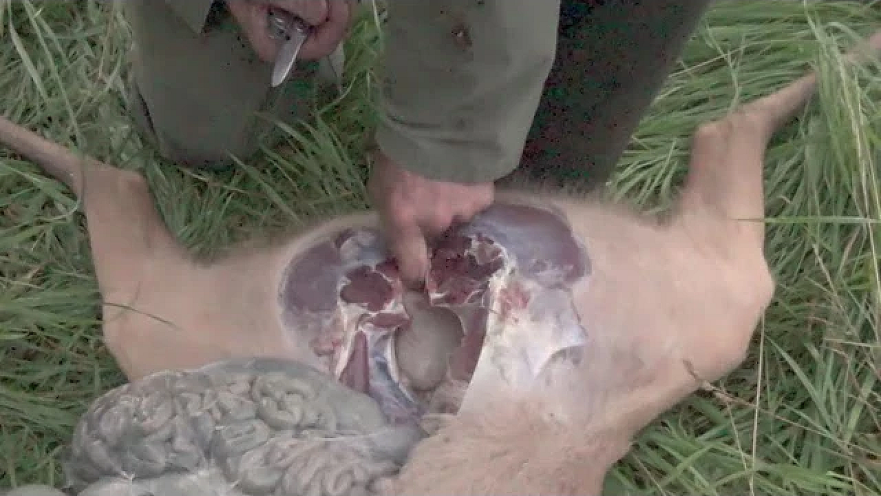 Jagen En Ontweiden Ve Bok