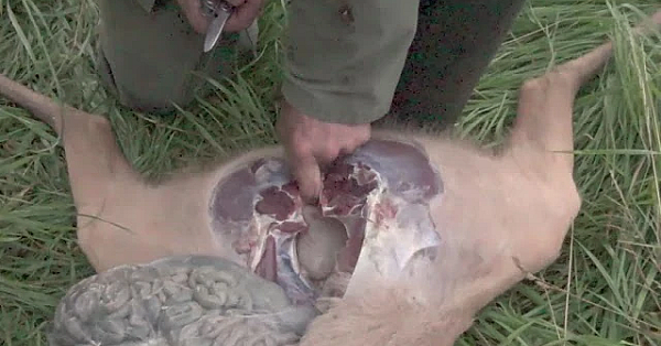 Jagen En Ontweiden Ve Bok