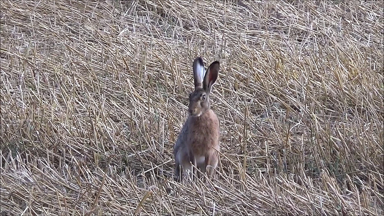 Tweede Rob Bok Met Jitske