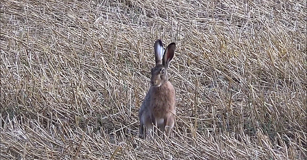 Tweede Rob Bok Met Jitske