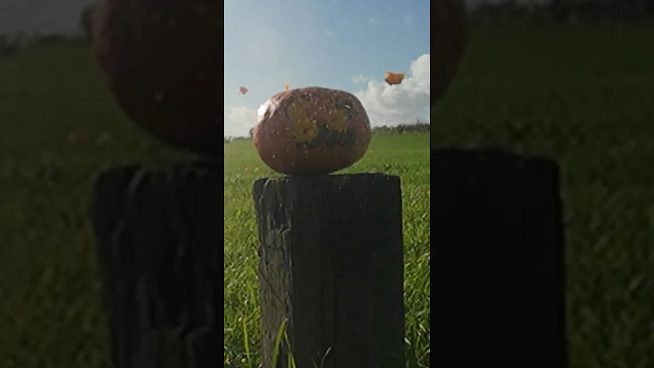 7.62 Teaser &amp; Happy Halloween!! #halloween #shooting #pumpkincarving #7.62 #airrifleshooting