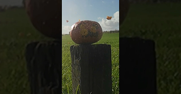 7.62 Teaser &amp; Happy Halloween!! #halloween #shooting #pumpkincarving #7.62 #airrifleshooting