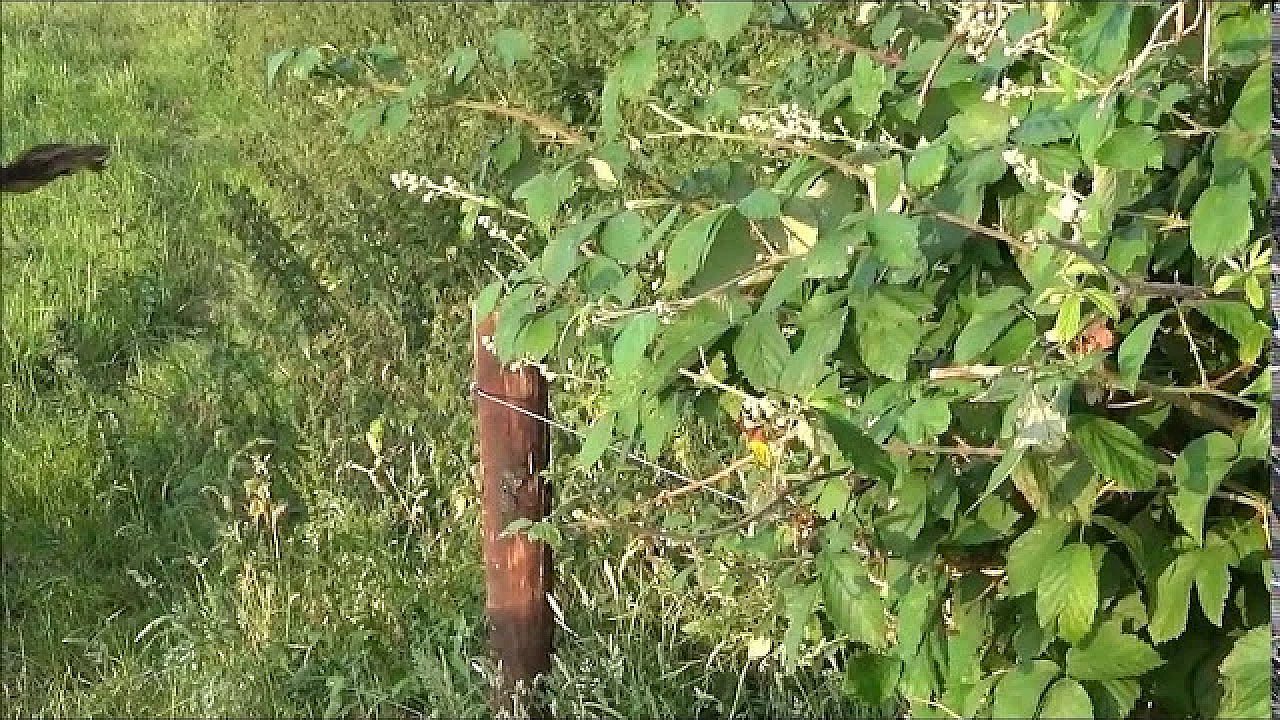 De Vos En Het Klagen