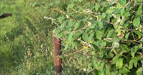 De Vos En Het Klagen