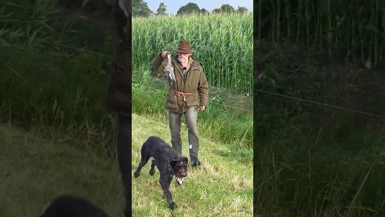 Duif Nazoeken (waarom Je Een Hond Nodig Hebt)