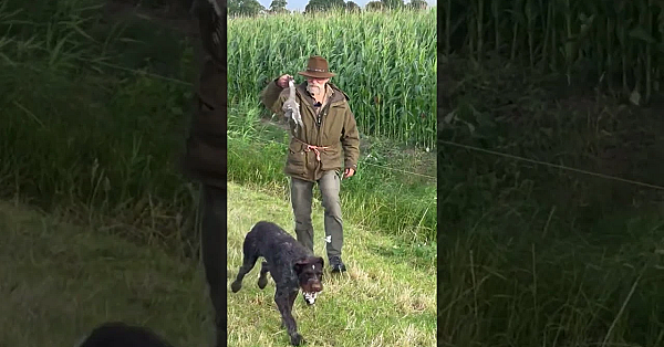 Duif Nazoeken (waarom Je Een Hond Nodig Hebt)