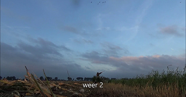 Ganzen Jagen Met Jack