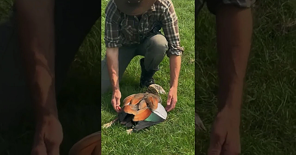 God Is Een Kunstig Tekenaar