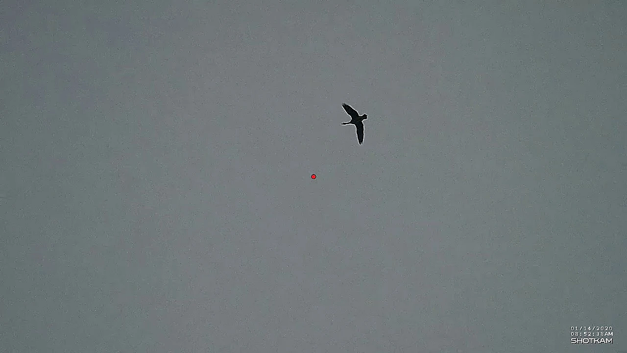 Raak 4 Kollen Met 3 Patronen, De Laatste Moest Jack Wel Ff N Flink Stukkie Rennen