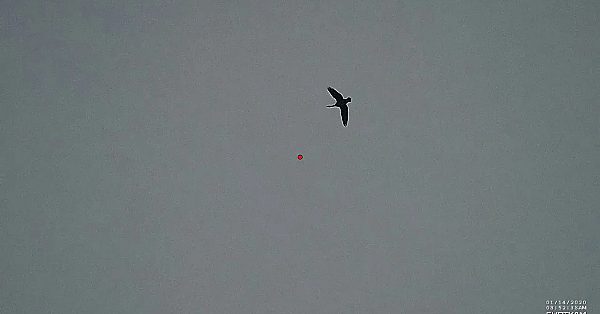 Raak 4 Kollen Met 3 Patronen, De Laatste Moest Jack Wel Ff N Flink Stukkie Rennen