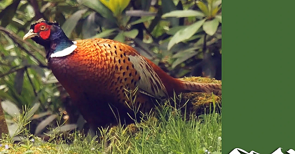 Great Irish Pheasant Shooting In Co Offaly
