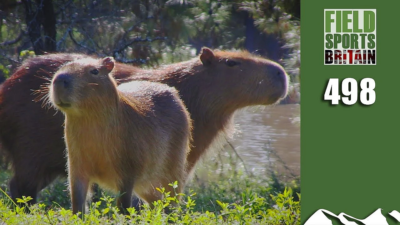 Fieldsports Britain - Shooting Giant Guinea-pigs
