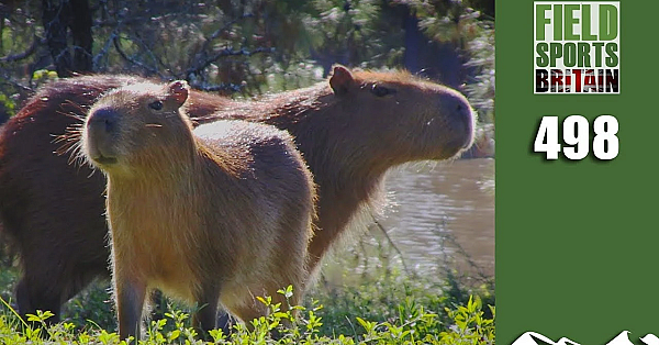 Fieldsports Britain - Shooting Giant Guinea-pigs