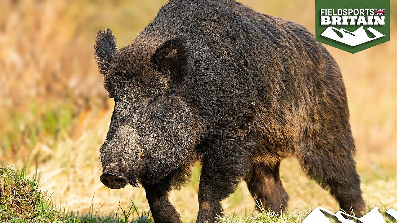 Shooting Driven Wild Boar With The Sako 90