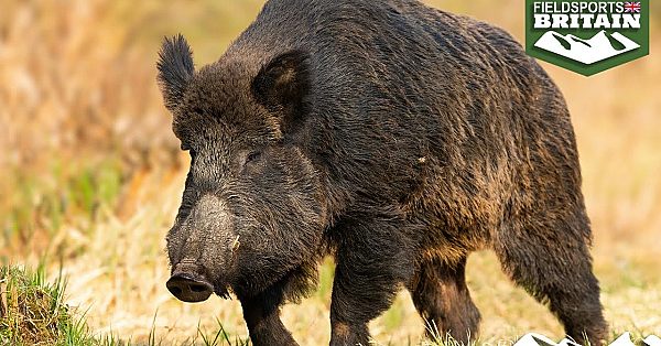 Shooting Driven Wild Boar With The Sako 90