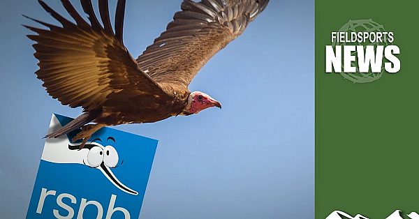 Rspb 'self-isolates' From Shooting Community With Demanding Gamebird Review