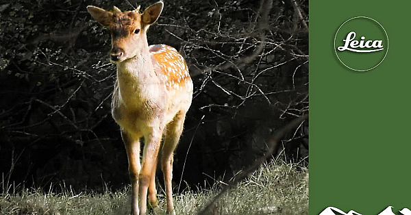 Fabulous Fallow Buck Cull