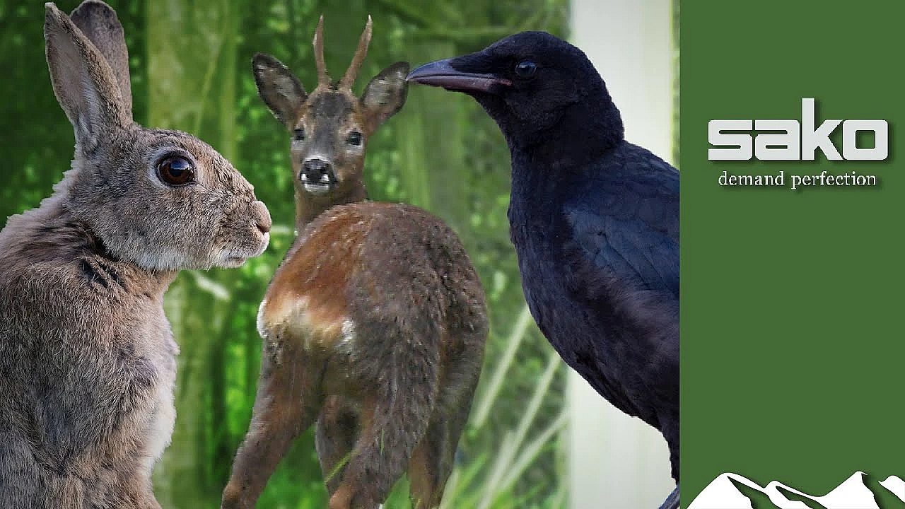 Buck, Bunny And Crow Hunt