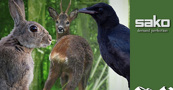 Buck, Bunny And Crow Hunt