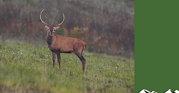 Hunting Big Hungarian Red Stags