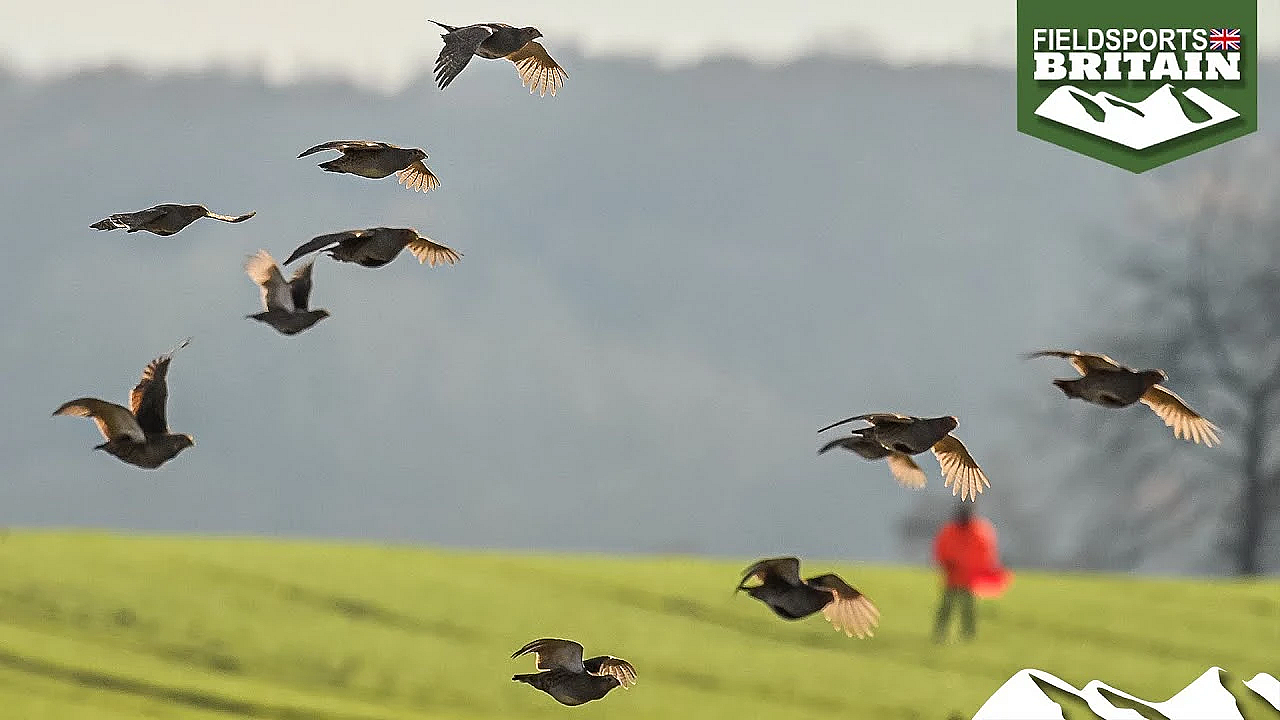 Fabulous Driven English Partridges