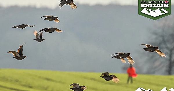 Fabulous Driven English Partridges