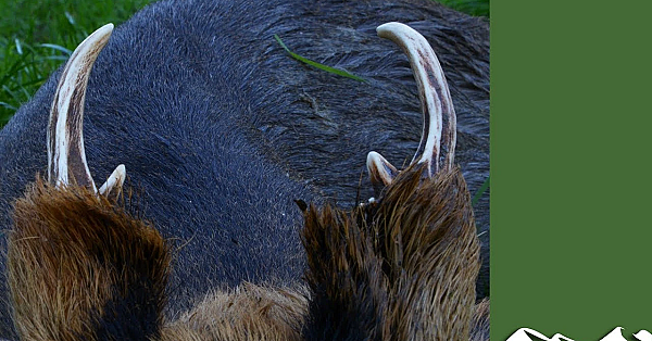 Muntjaks aanbersen in Bedfordshire