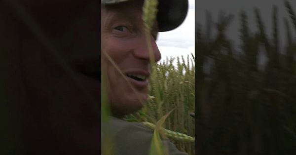 Can You Shoot Pigeons With A .410 Shotgun? #pigeonshooting #shotgun