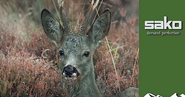 Dark Scottish Buck Stalking