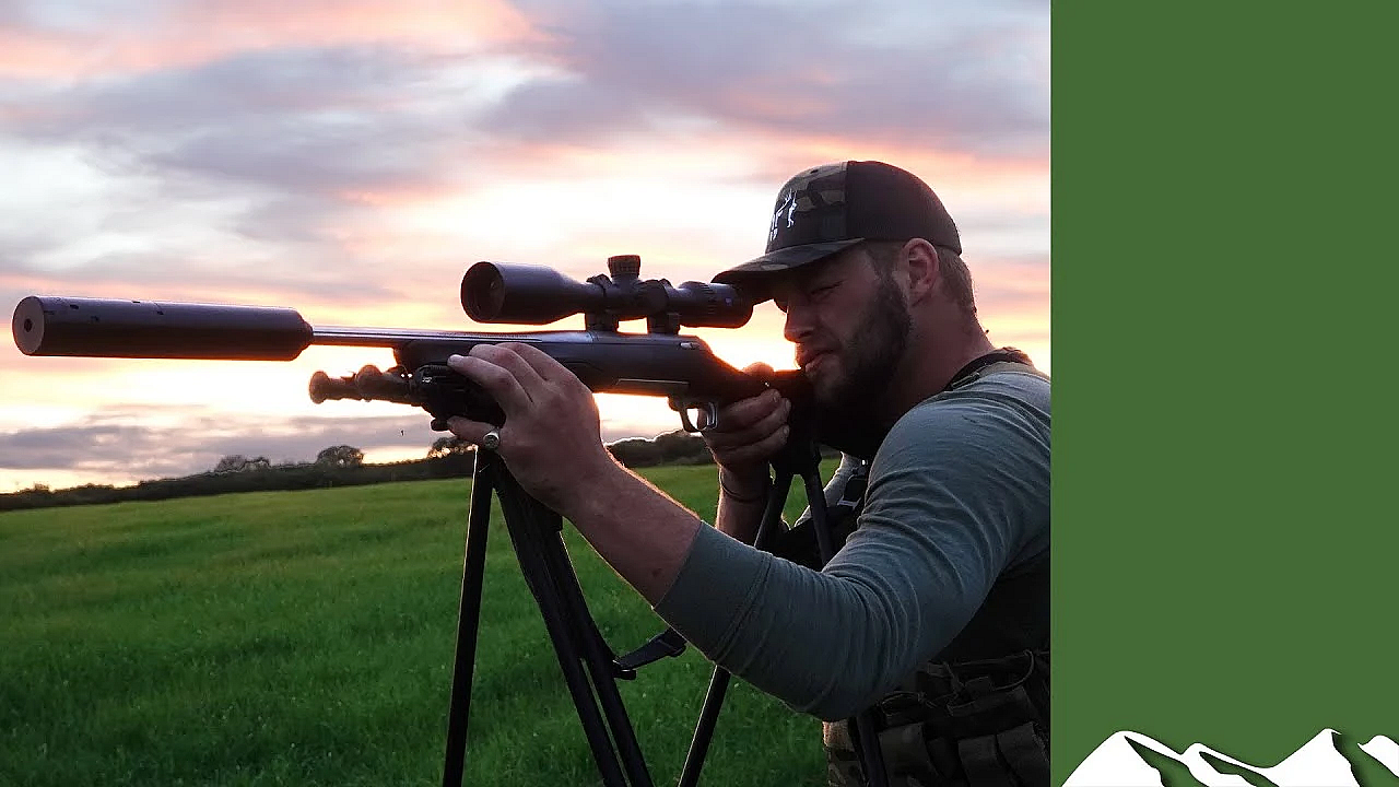 Roe Stalking Wildlife Moment