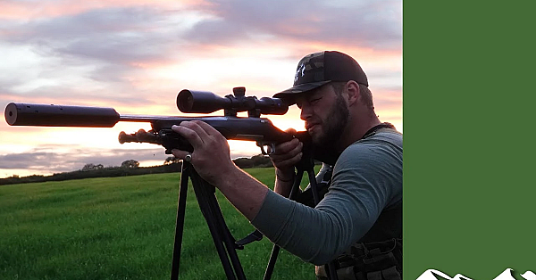 Roe Stalking Wildlife Moment