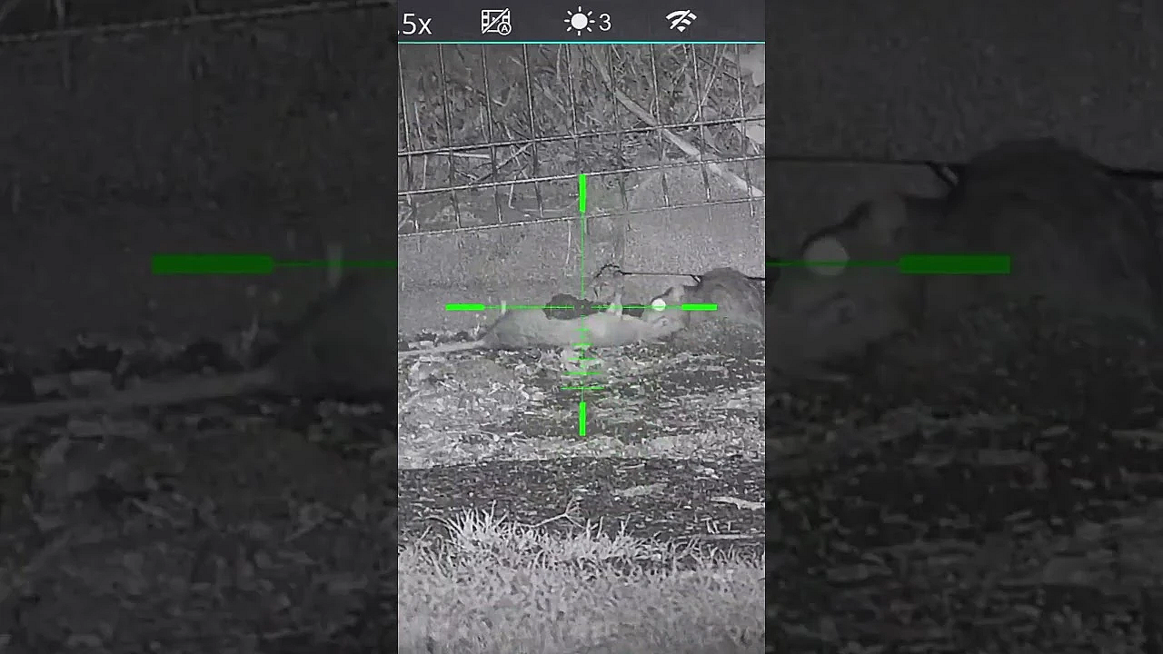 Airgun Supremo Terry Doe Is Shooting Cannibal Rats #fieldsportsbritain #infiray