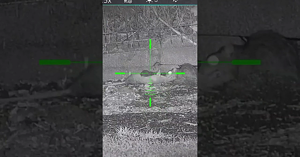 Airgun Supremo Terry Doe Is Shooting Cannibal Rats #fieldsportsbritain #infiray