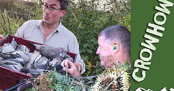 A Box Full Of Fat September Woodpigeons - Crowhow