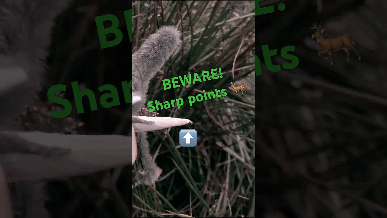 Deer Extraction Tip - They're Sharp! #fieldsportsbritain #hunting #sikadeer #yilos